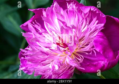 Peony 'Kelways Majestic' flower Paeonia Stock Photo