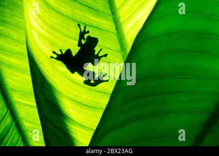 Frog shadow on natural green leaf background, tropical foliage texture. Stock Photo