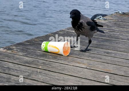Hooded crow, corvus cornix, finds McDonalds soft drink container with soda inside discarded on a wooden pier, and the bird is assessing the situation. Stock Photo