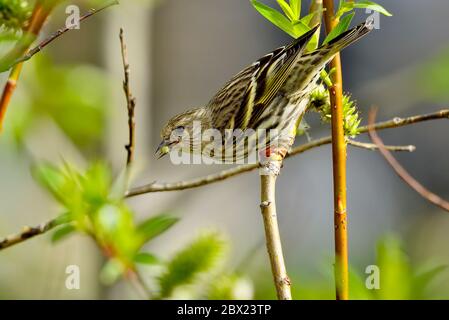 A side view of a Pine Siskin  'Carduelis pinus',  perched on a willow tree branch in a forested habitat in rural Alberta Canada Stock Photo
