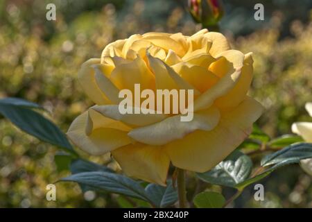 A single fully opened but bright yellow fragrant bloom of Rosa 'Arthur Bell' on a standard rose, Berkshire, May Stock Photo