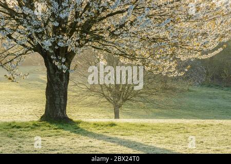 A group of blossoming Wild Cherry trees (Prunus avium) in parkland in Somerset, UK. Stock Photo