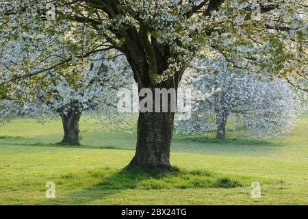 A group of blossoming Wild Cherry trees (Prunus avium) in parkland in Somerset, UK. Stock Photo