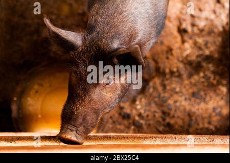 close up of cute black pig in wooden farm with black sad eyes looking in camera Stock Photo