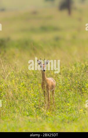 Male Oribi (Ourebia ourebi) in the grasslands of Murchison Falls National Park, Uganda. Stock Photo