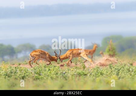 Two male Ugandan Kob ( Kobus kob thomasi) fighting, Murchison Falls National Park, Uganda. Stock Photo