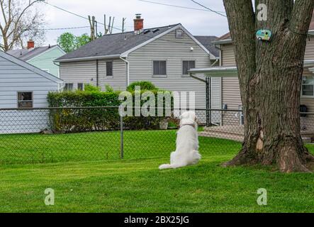 Harrison the Great Pyrenees Stock Photo