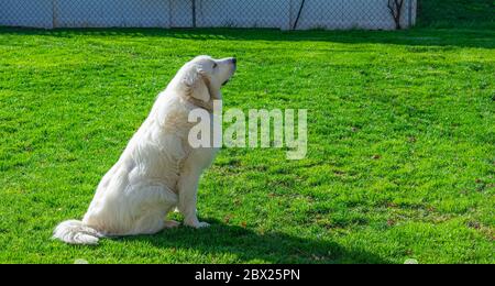 Harrison the Great Pyrenees Stock Photo