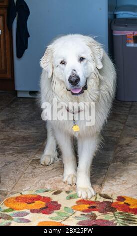 Harrison the Great Pyrenees Stock Photo