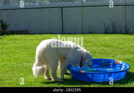 Harrison the Great Pyrenees Stock Photo