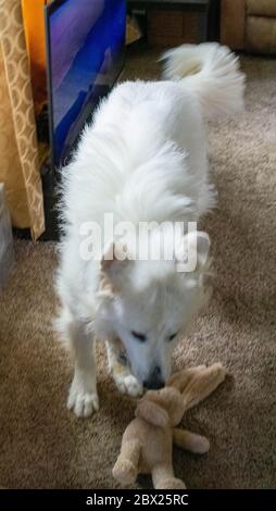 Harrison the Great Pyrenees Stock Photo