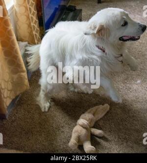 Harrison the Great Pyrenees Stock Photo