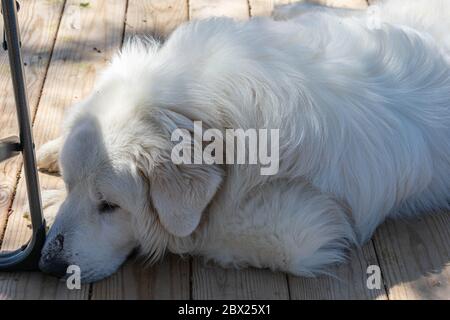 Harrison the Great Pyrenees Stock Photo