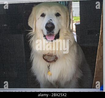 Harrison the Great Pyrenees Stock Photo