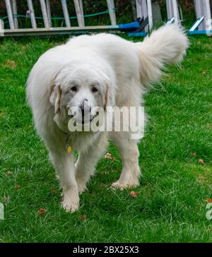 Harrison the Great Pyrenees Stock Photo