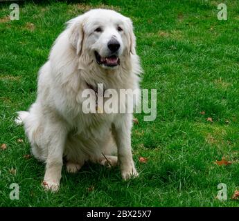 Harrison the Great Pyrenees Stock Photo