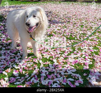 Harrison the Great Pyrenees Stock Photo