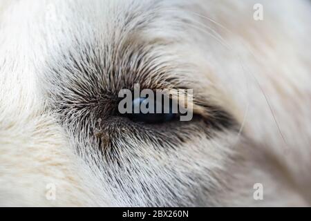 Harrison the Great Pyrenees Stock Photo