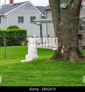 Harrison the Great Pyrenees Stock Photo