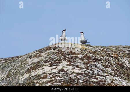 Arctic tern (Sterna paradisaea) UK Stock Photo
