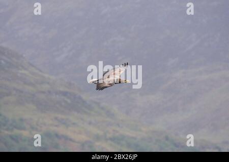 White tailed eagle (Haliaetus albicilla) UK Stock Photo