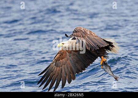 White tailed eagle (Haliaetus albicilla) UK Stock Photo