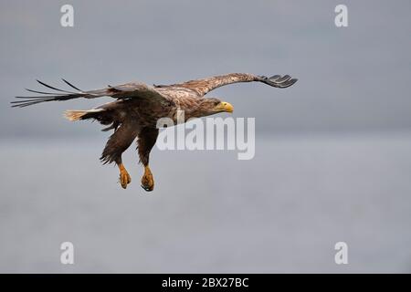 White tailed eagle (Haliaetus albicilla) UK Stock Photo