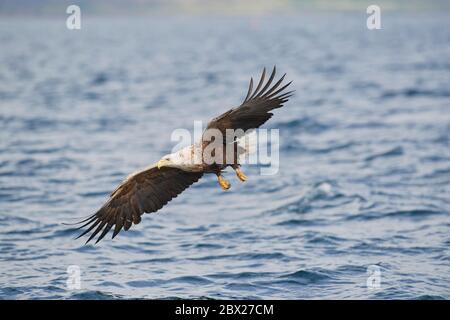 White tailed eagle (Haliaetus albicilla) UK Stock Photo