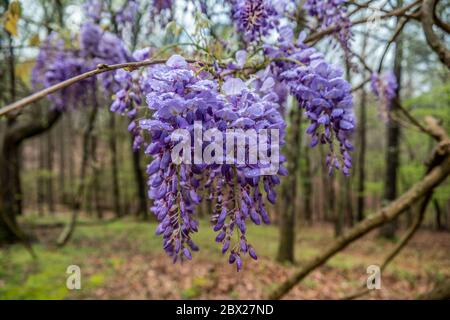 Cluster of vibrant purple wisteria flowers hanging from the vine newly opened blossoms with water droplets on the petals after the rain in early sprin Stock Photo