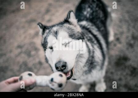 Close-up of an Alaskan Malamute dog muzzle - a man plays with a dog - an aport team - cynology and training Stock Photo