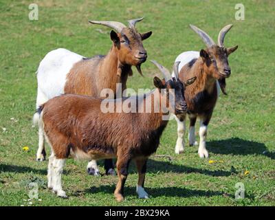 three brown white goats on meadow look to the side Stock Photo