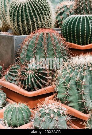 Different kinds of cacti in a greenhouse. Stock Photo