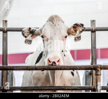 Dairy Farm in Wisconsin with cow on automated milking unit Stock Photo