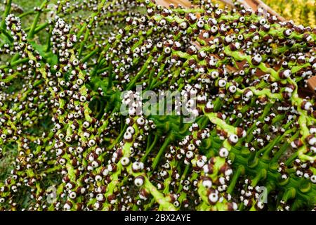 beautiful texture of seeds and palm bark Stock Photo