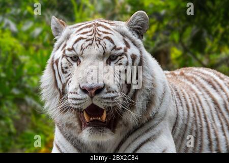 White tiger / bleached tiger (Panthera tigris) pigmentation variant of the Bengal tiger, native to India Stock Photo