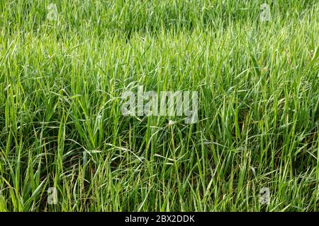 Grasses, USA, by James D Coppinger/Dembinsky Photo Assoc Stock Photo