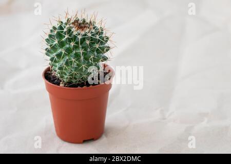 Cactus in flowerpot. Small houseplant in pot on crumpled paper background. Copy space for text. Mockup with empty place Stock Photo