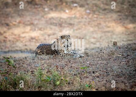 Indian leopard or panther or panthera pardus fusca with eye contact. Walking in early morning golden light at Kabini forest, india Stock Photo