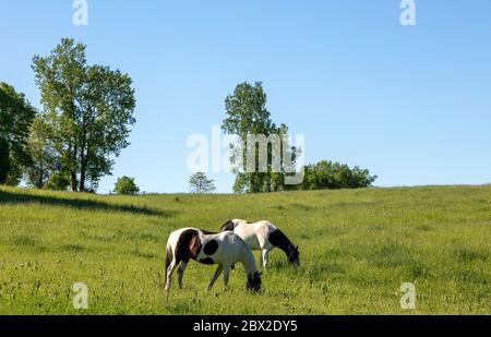 Pair of horses grazing in pasture, Indiana, USA, by James D Coppinger/Dembinsky Photo Assoc Stock Photo