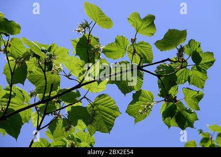 Manchu Striped Maple Acer tegmentosum Stock Photo