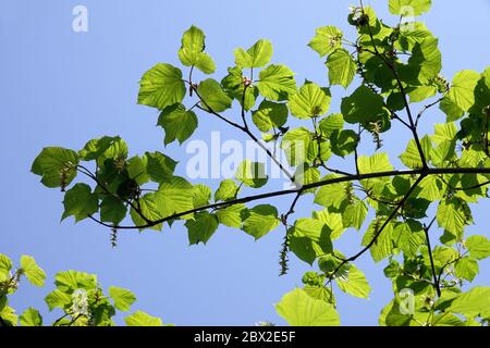 Manchu Striped MapleAcer tegmentosum Stock Photo