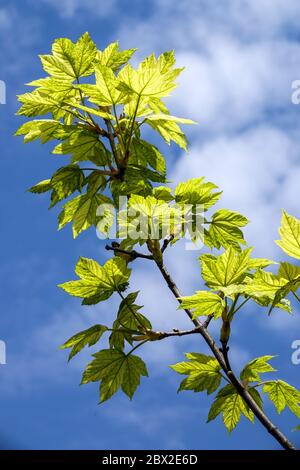 Sycamore Maple Acer platanoides Aureo-variegatum green leaves sunlight Stock Photo