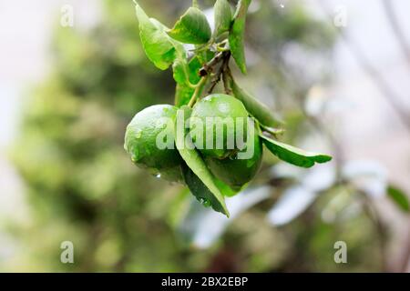 lemons hanging from a tree under the rain Stock Photo