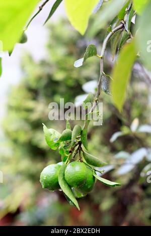 lemons hanging from a tree under the rain Stock Photo