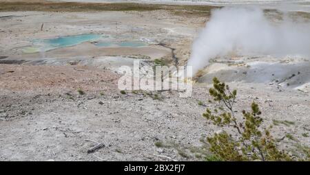 Black Growler Steam Vent in Porcelain Basin, Norris Geyser Basin ...