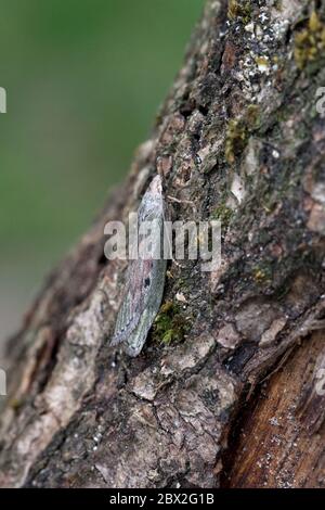 Bee Moth (Aphomia sociella) Stock Photo