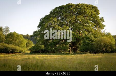 Quercus Robur, Mighty Englsh Oak tree in meadow late afternoon. Stock Photo