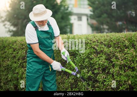 Senior worker with grey beard wearing uniform and summer hat cutting overgrown bushes with big scissors. Eldery man landscaping and taking care of plants in garden. Concept of gardening. Stock Photo