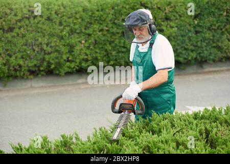 From above view of male senior gardenere wearing uniform, ear and face protection cutting overgrown bushes using electric trimming machine. Eldery man landscaping and taking care of plants outdoors. Stock Photo