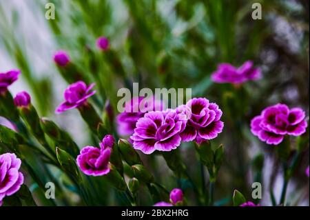 Macro shot of vibrant pink carnations (Dianthus caryophyllus) in the garden. Stock Photo